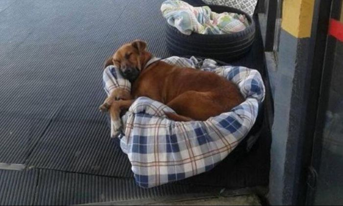Crearon camas para los perros callejeros que viven en la terminal