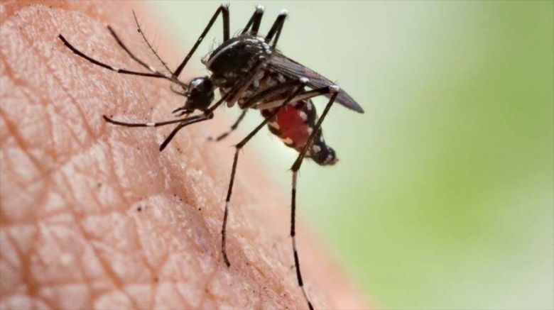 La OMS declaró a la Argentina país libre de malaria
