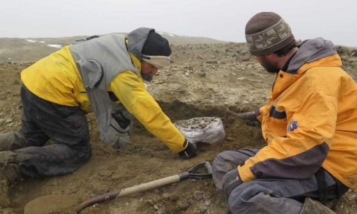 Descubrieron en la Antártida un reptil gigante de la última época de los dinosaurios