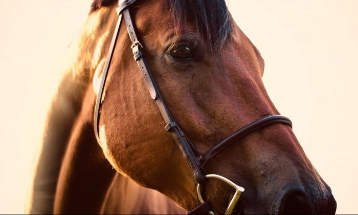 Primer juicio por maltrato animal en Tierra del Fuego: mataron a martillazos un caballo y los condenaron