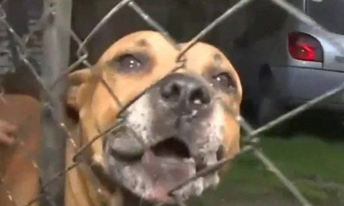 Ladrón atacado por dos pitbulls: la insólita imputación que complica a la dueña de los perros