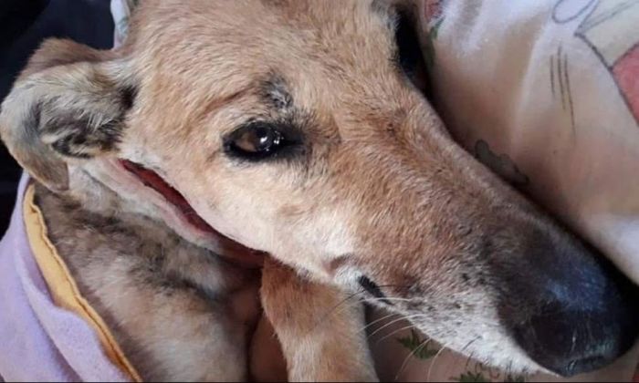 Otra perra mutilada en el sector donde hirieron a Rosita: casi degollaron a Adelia