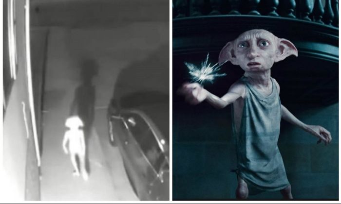 El video viral que captó en Colorado a una extraña criatura idéntica a Dobby, el elfo de Harry Potter