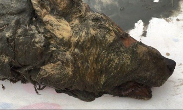 Video: encuentran en Siberia la cabeza de un lobo gigante de hace unos 40.000 años con el cerebro intacto
