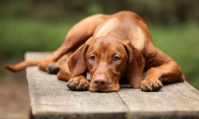 La ciencia descubrió por qué nadie puede resistirse a la mirada triste de un perro