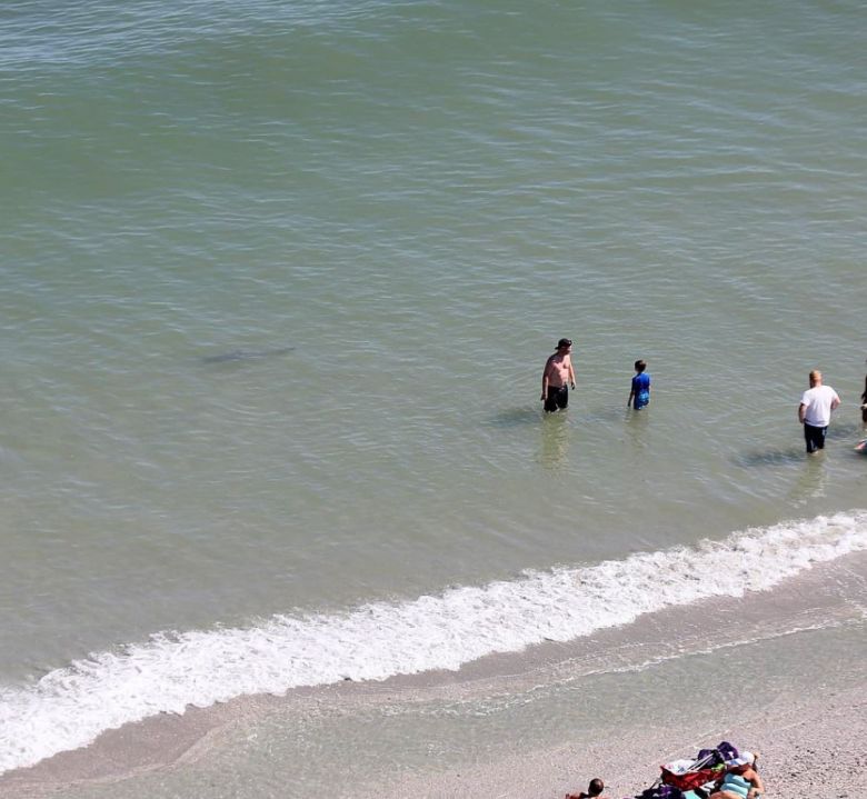 El inquietante momento en que tres tiburones nadan a pocos metros de una familia