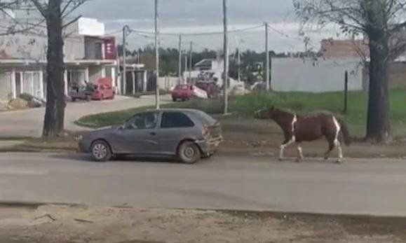 Maltrato animal: llevaban a un caballo atado a un auto