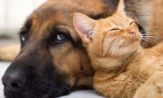 La Universidad Barrial realizará una capacitación de tenencia responsable de mascotas