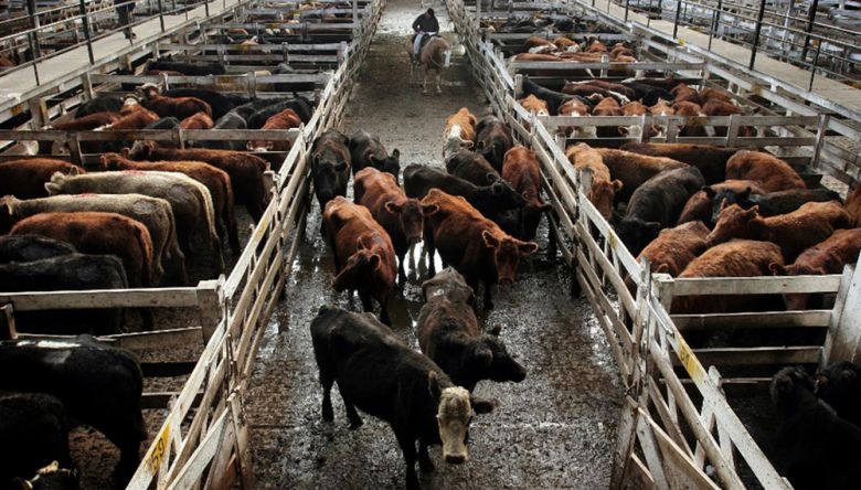La industria de la carne presentó un amparo contra la decisión del gobierno de bajar el peso mínimo de faena