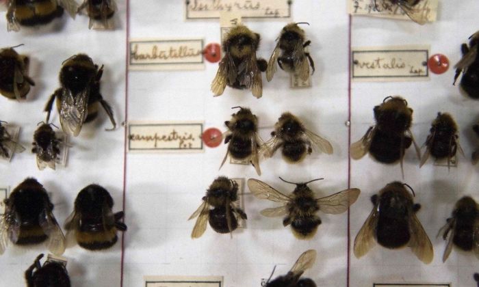 Terrible extinción: documentan que llega el “apocalipsis de los insectos”