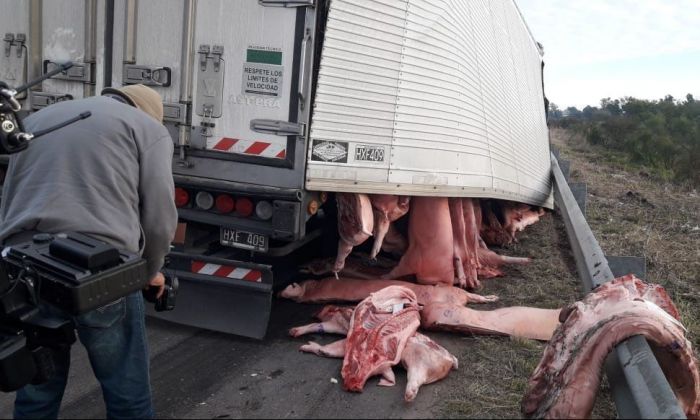 Vecinos se llevaron carne de cerdo de un camión que tuvo un desperfecto en la ruta