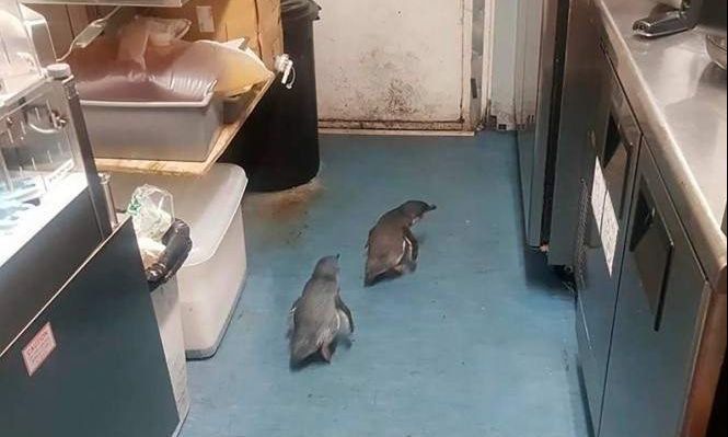 Policías capturan a pingüinos que “asaltaron” un local de sushi en Nueva Zelanda