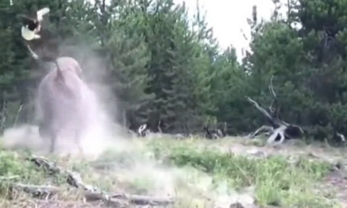 Un bisonte levantó por el aire a una nena de nueve años en un parque de Estados Unidos