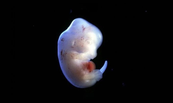 Japón aprobó experimentar con embriones híbridos entre humanos y animales