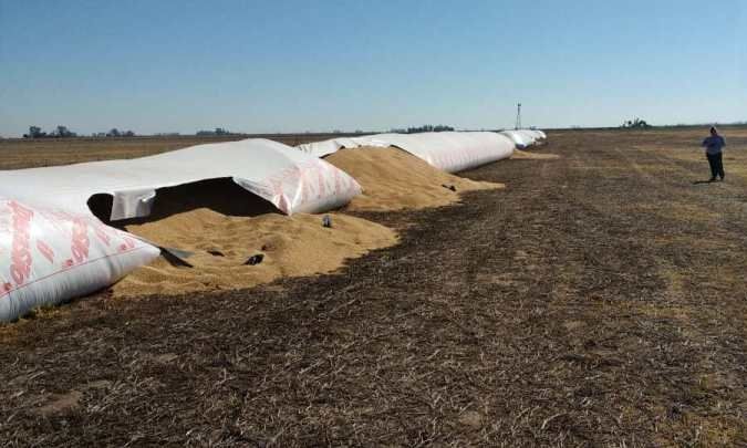 Robaron 90 mil kilos de soja en un campo cercano a Nicolás Bruzzone y preocupa en la zona