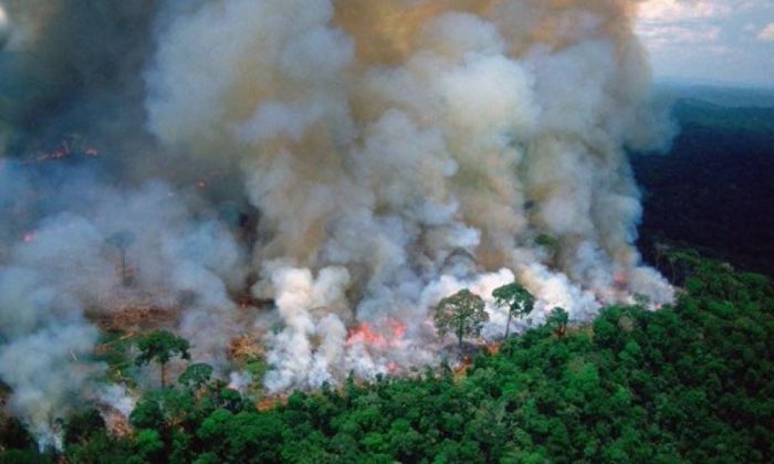 Devastación en la Amazonia: “Tenemos que empezar a sacar la carne de nuestro plato”