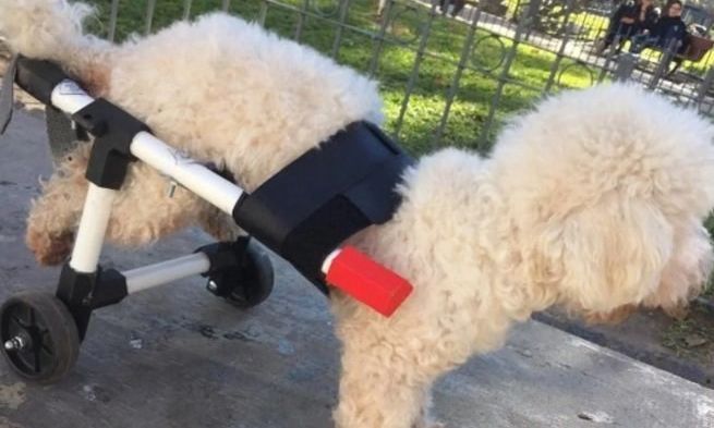 Fabrica sillas de ruedas para perros con impresión 3D y las entrega gratis