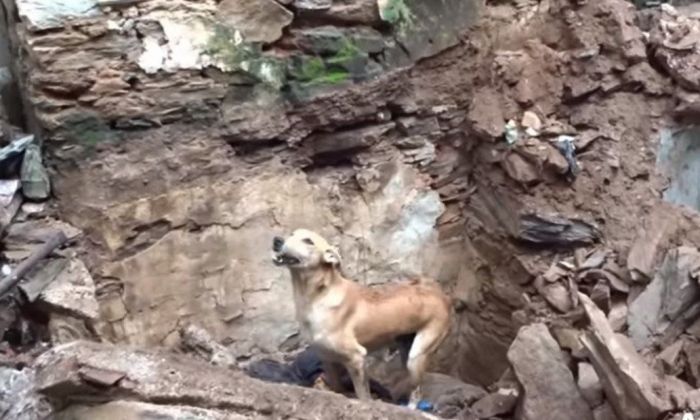 La desesperada lucha de una perra para salvar a sus cachorros sepultados
