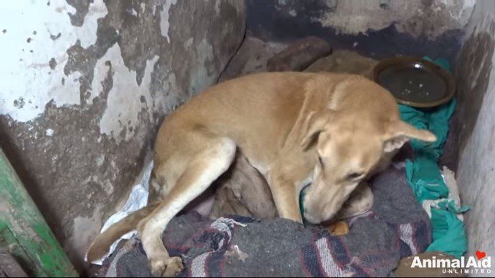 La desesperada lucha de una perra para salvar a sus cachorros sepultados