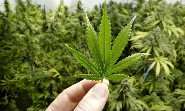 Organizaciones presentarán un acuerdo para regular legalmente el cannabis