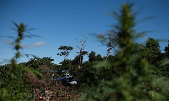 Golpe al narcotráfico internacional: descubrieron en Paraguay plantaciones de marihuana que se vendía en Argentina