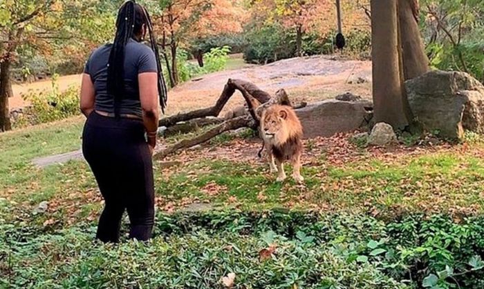 El tenso momento en que una mujer saltó a la fosa de los leones en un zoológico de Nueva York