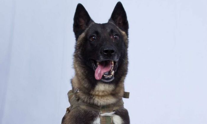 Un perro, el inesperado héroe que ayudó a capturar al líder del Estado Islámico