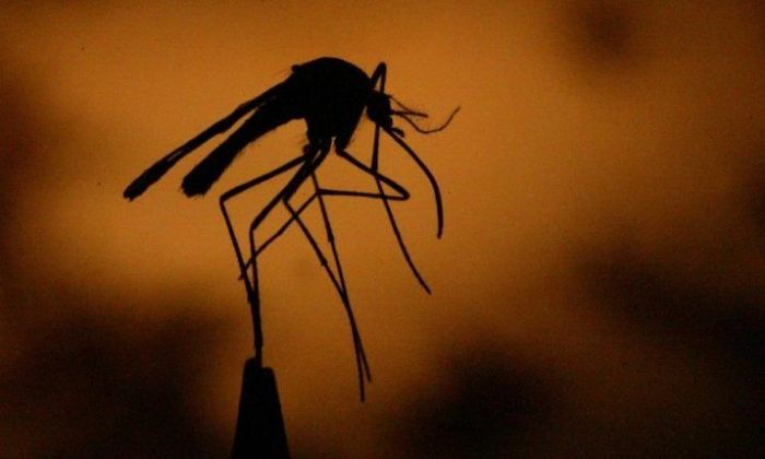 Preocupación por los altos índices de presencia del mosquito transmisor del dengue