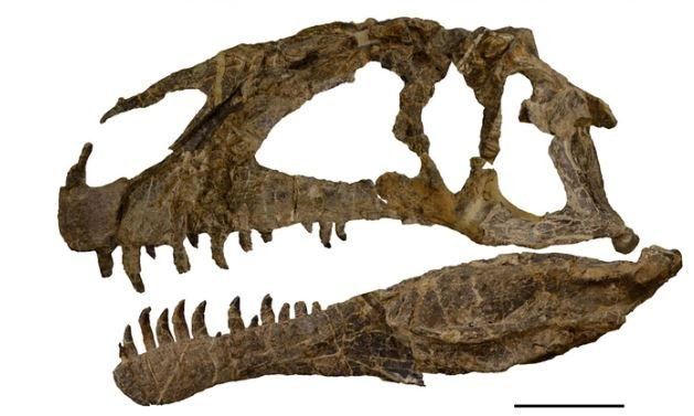 Descubren en Chubut uno de los dinosaurios carnívoros más antiguos del Jurásico