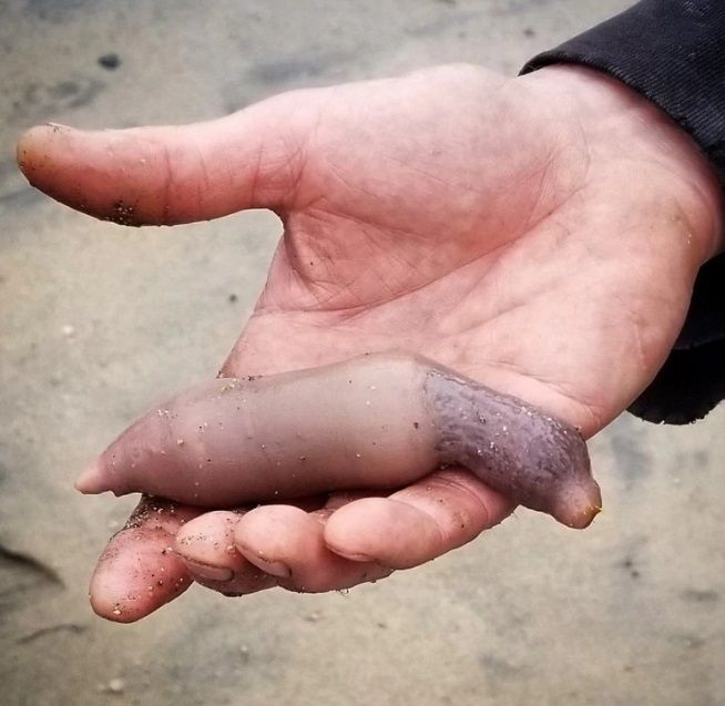 Qué es el “pez pene”, la especie que invadió una playa cercana a Baja California