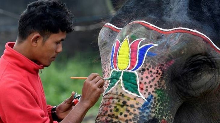 Festival de belleza de elefantes, contra el maltrato animal
