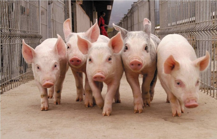 Capitales chinos invertirían unos 500 millones de dólares en la producción porcina en Córdoba