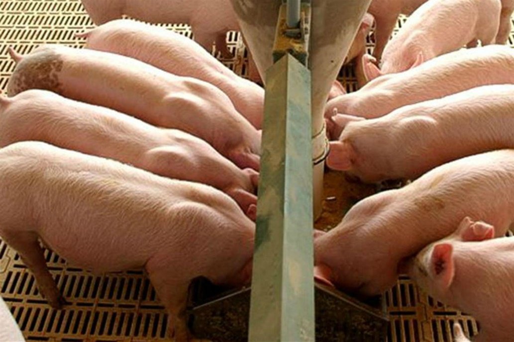 Capitales chinos invertirían unos 500 millones de dólares en la producción porcina en Córdoba