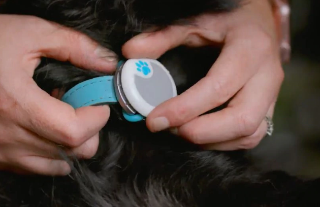 Un sensor para medir el ánimo y la salud de tu perro