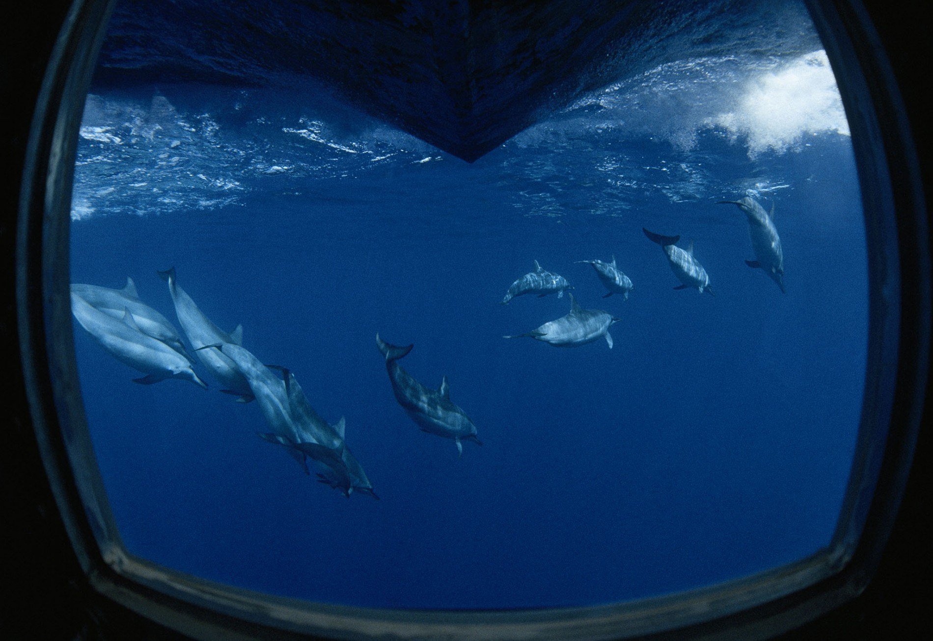 Inmersión con delfines