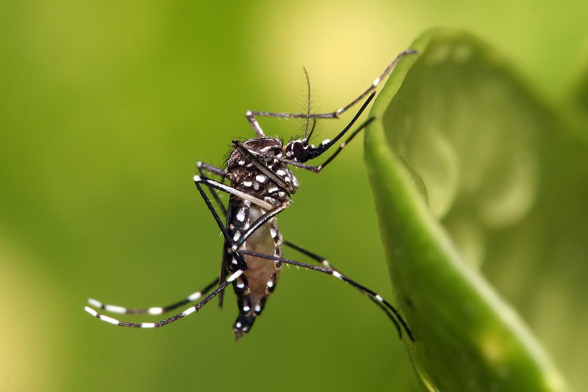  Se detectó mayor presencia del mosquito aedes aegyptis en distintos sectores de la ciudad 