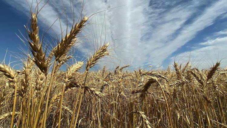 El trigo dejó casi U$S 1.000 millones en Córdoba