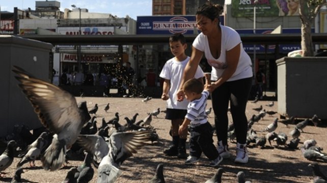 Rosario: crece la polémica por la idea de cazar palomas para comerlas