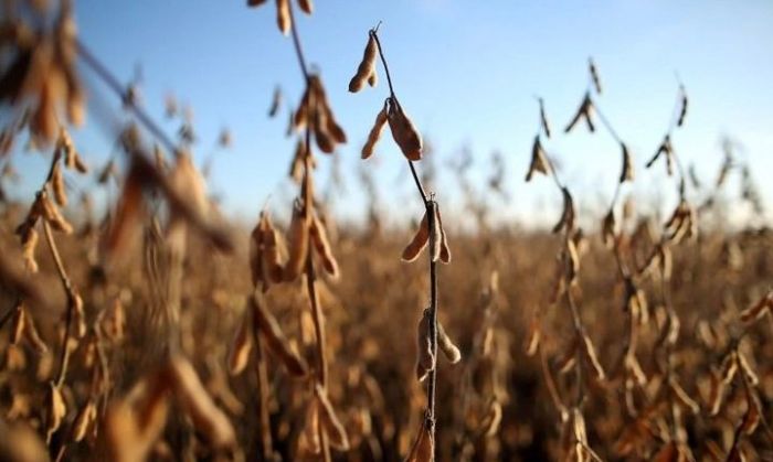 En medio del aumento de las retenciones, una fuerte sequía afecta a la producción de soja: ya se calculan 2 millones de toneladas menos
