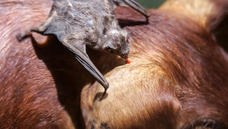 Vacunan mascotas de la ciudad tras detectar dos casos de murciélagos con rabia