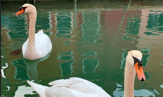 Venecia, en cuarentena: el agua se volvió cristalina y se llenó de peces, patos y cisnes
