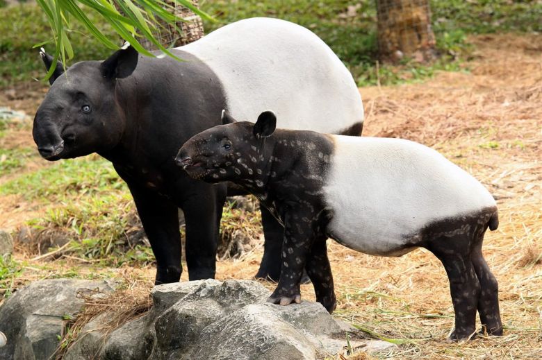 El tapir malayo