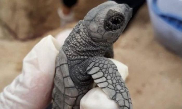 Nacieron 97 tortugas de una especie en peligro de extinción en una playa de Brasil