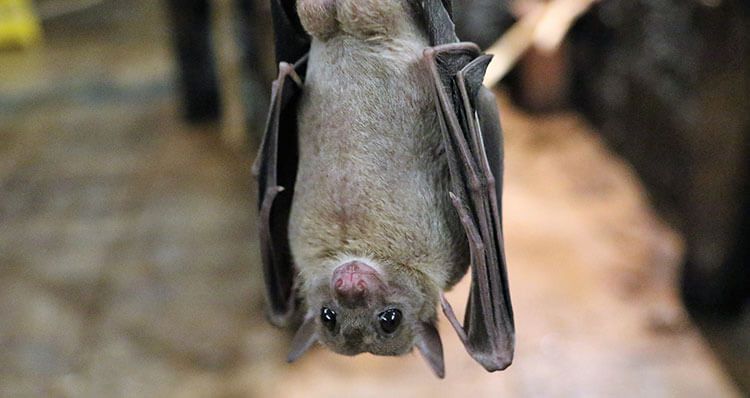 Detectan dos nuevos casos de rabia en murciélagos