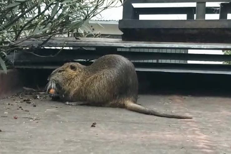 Coronavirus en la Argentina: un roedor de gran tamaño apareció en la terraza de una vivienda de La Boca