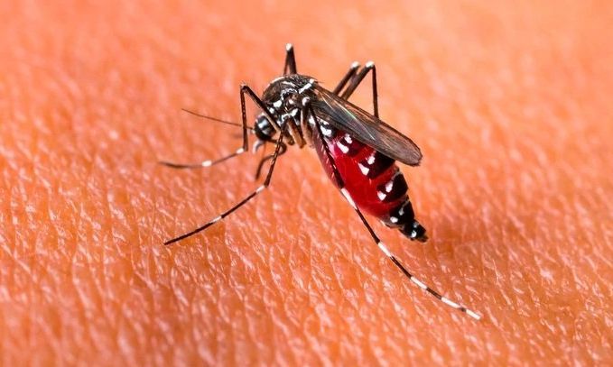 Dengue imparable: hubo más de 12.000 casos en Argentina en el último mes