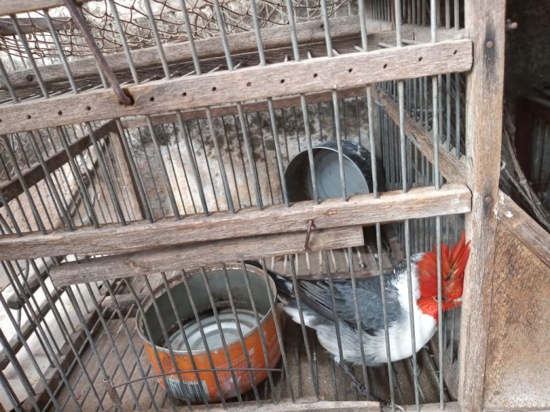Tres jóvenes fueron detenidos con aves en cautiverio