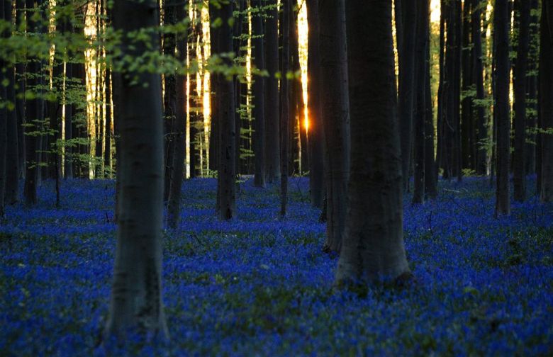 El bosque de las campanas azules 
