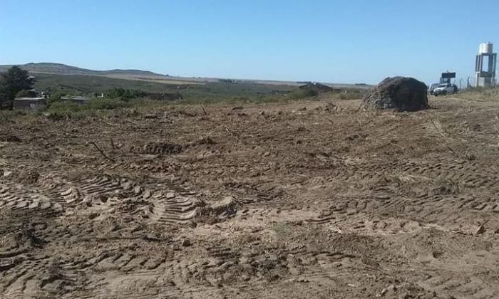 Achiras: Investigarán la tala de plantas autóctonas realizada por un privado en terrenos que serían fiscales