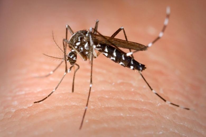 “Hace más de 15 días que no hay casos nuevos de Dengue en Río Cuarto"